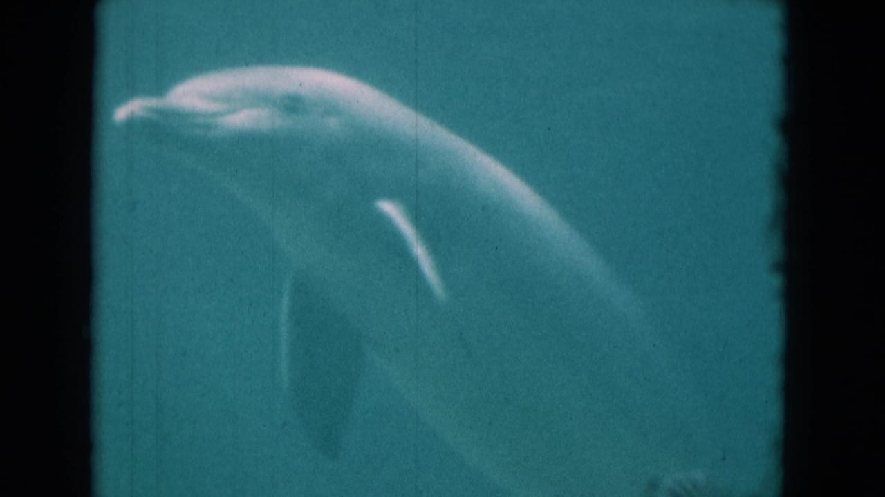 Dolphin near the upper right of an aquarium tank with turquoise water.