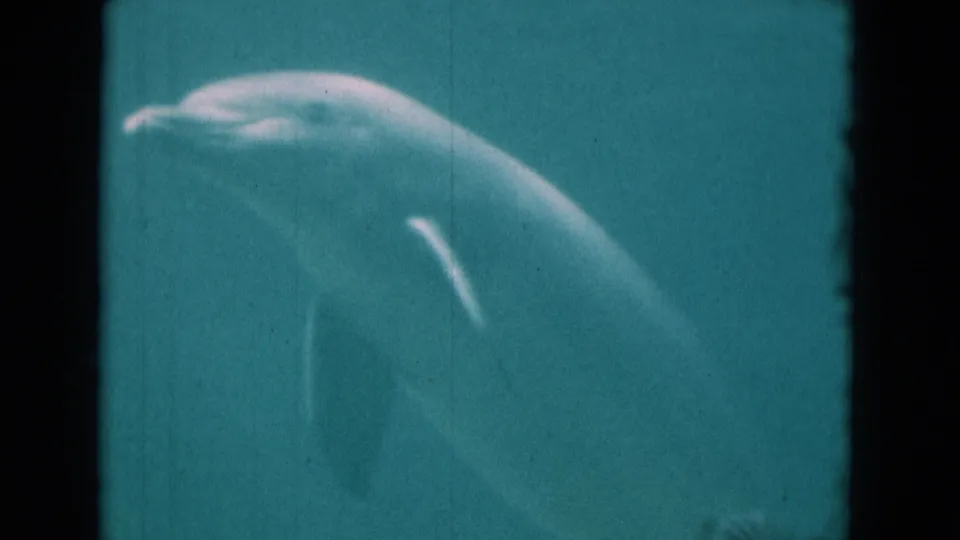 1975 Florida home-movie frame of a dolphin near the top of a blue-green aquarium tank, seen through soft, grainy glass.