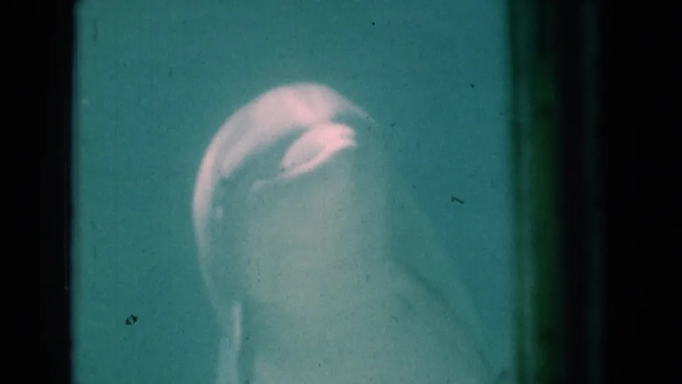 1975 Florida 8mm close view of a dolphin's head and upper body in an aquarium tank, with pinkish highlights and soft grain.