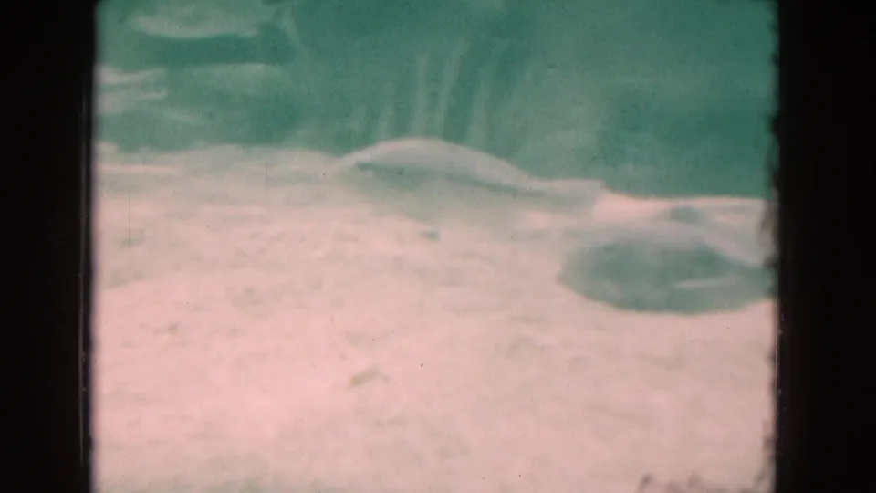 1975 Florida aquarium frame showing a dolphin near the sandy tank floor with small fish-like shapes in blue-green water.