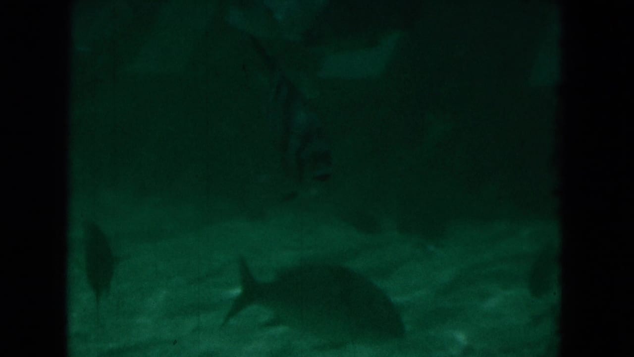 Dark green underwater view with a shark-like fin and fish shapes over a sandy bottom.