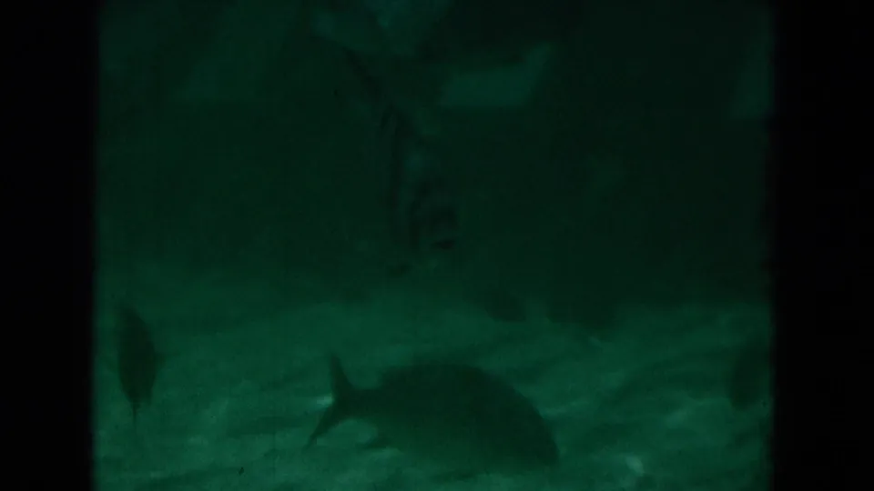 1975 Florida 8mm frame showing a shark-like dorsal fin and fish silhouettes in green underwater light over a sandy floor.