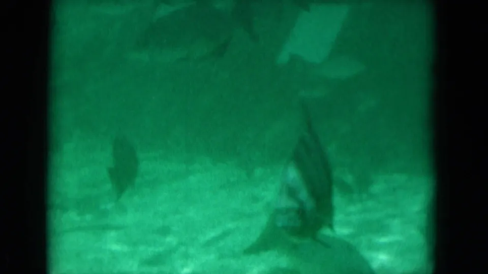 1975 Florida 8mm underwater frame with several fish silhouettes moving through green water near a sandy or tank-floor surface.