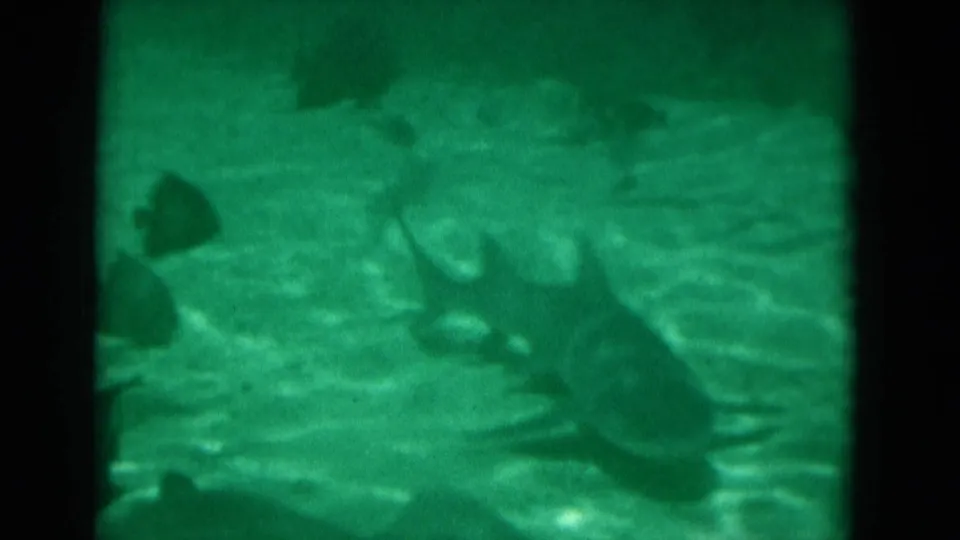 1975 Florida 8mm underwater frame showing a large fish close to camera, smaller fish, rocks, and rippled sand in green light.