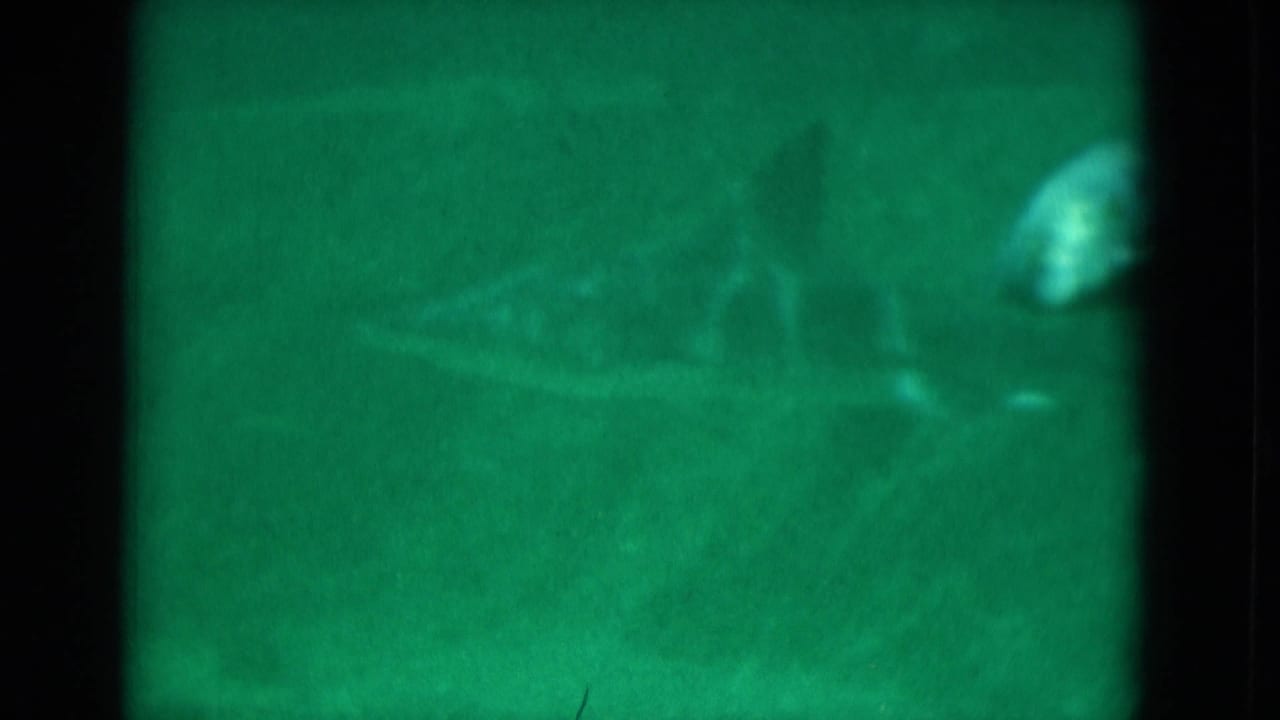 Fish silhouettes swim in green aquarium water behind dark vertical dividers.