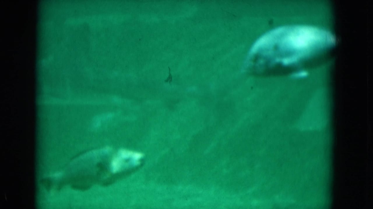 1975 Florida aquarium view with multiple fish in green water and a bright fish near the upper right of the frame.