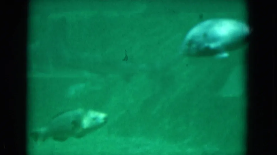 1975 Florida aquarium view with multiple fish in green water and a bright fish near the upper right of the frame.