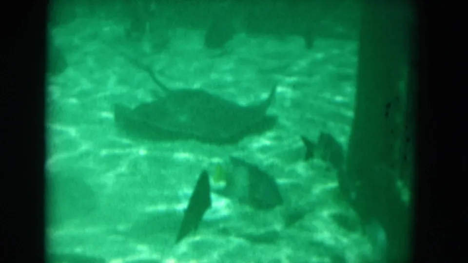 1975 Florida 8mm frame of fish near the sandy aquarium floor, with green water and dark window edges.