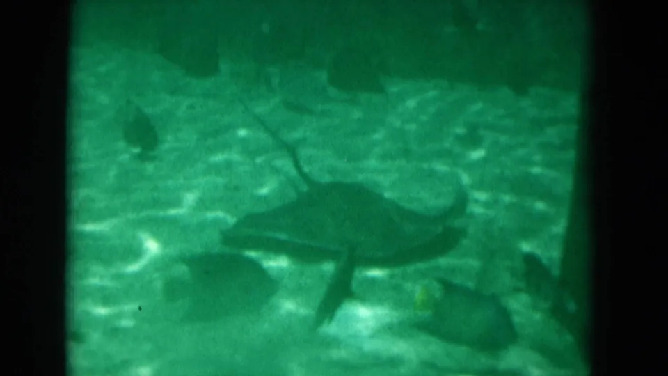1975 Florida aquarium frame showing fish silhouettes near the bottom of a green-lit tank with a sandy floor.