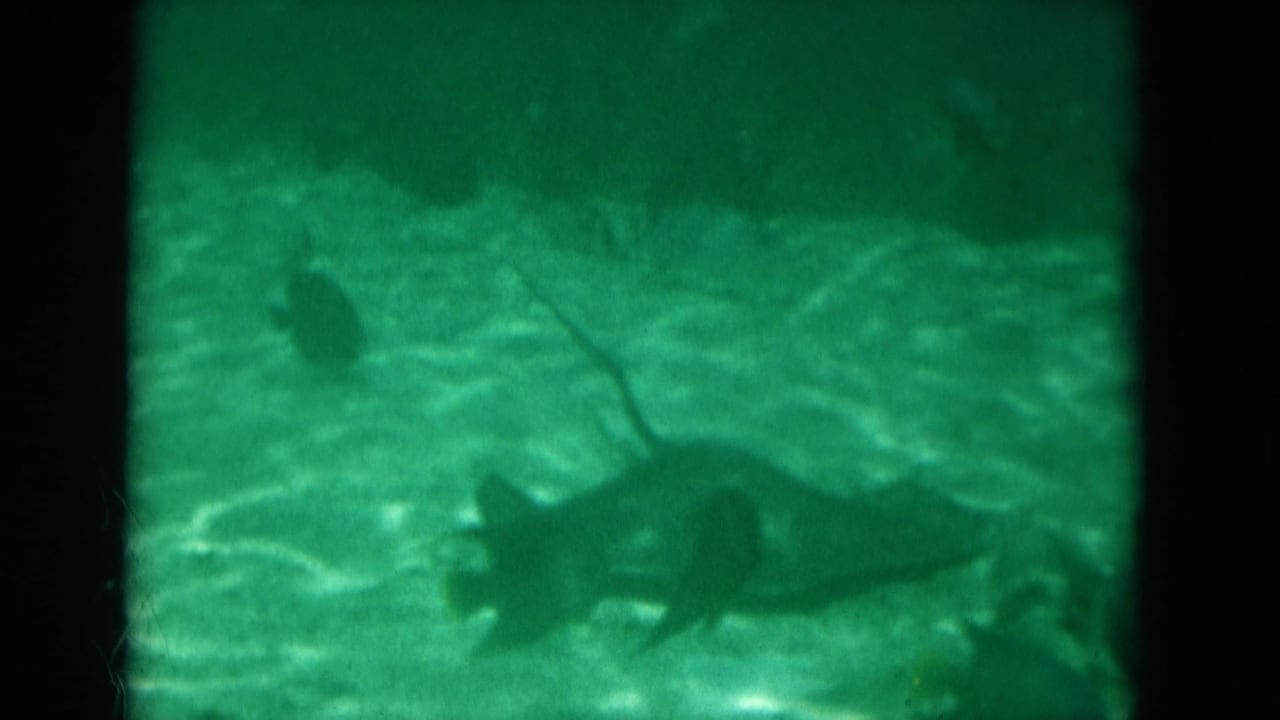 1975 Florida 8mm frame showing fish silhouettes in green underwater light, with dark vertical viewing-window divisions.