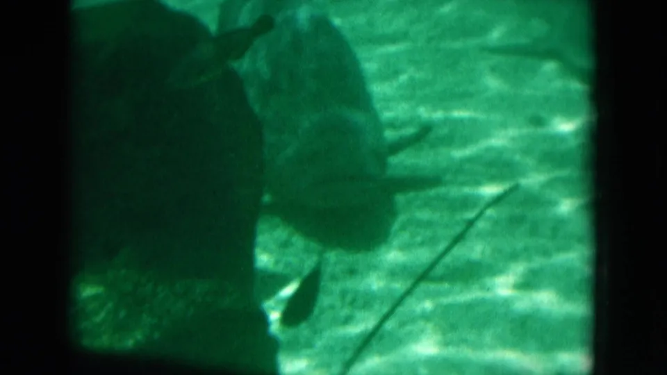 1975 Florida 8mm frame with two large fish silhouettes near the bottom of a green underwater or aquarium view.