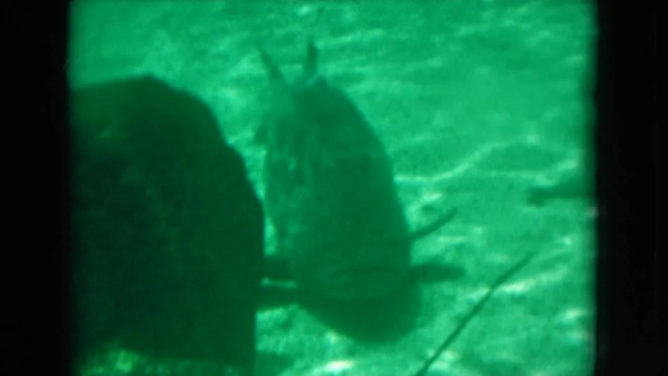 Green-tinted 1975 Florida 8mm frame showing large fish silhouettes close to the camera beside a dark vertical window division.