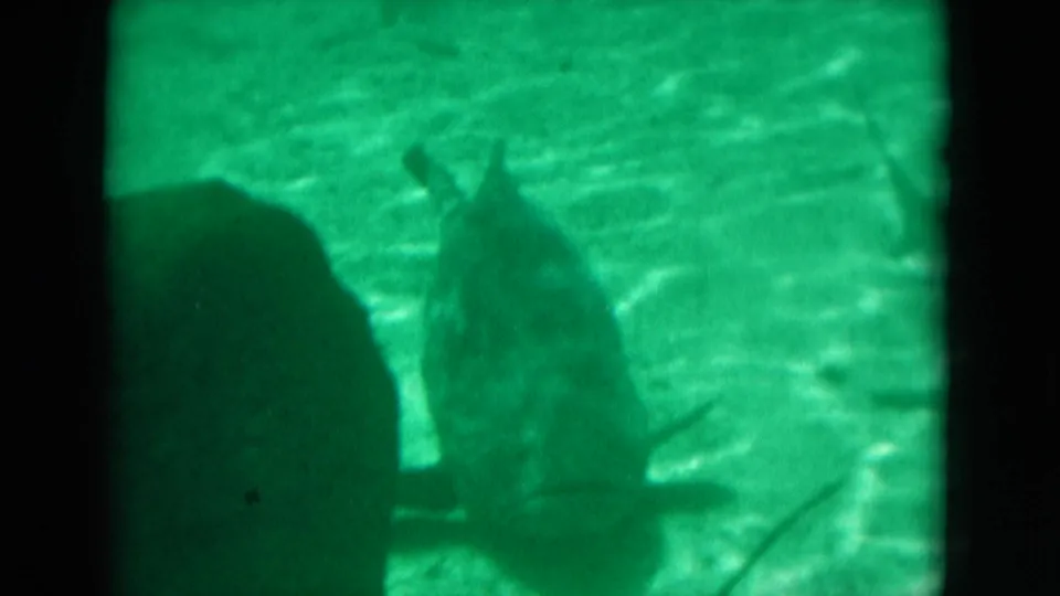 1975 Florida 8mm underwater frame with green water, dark foreground silhouettes, soft focus, and visible film gate edges.