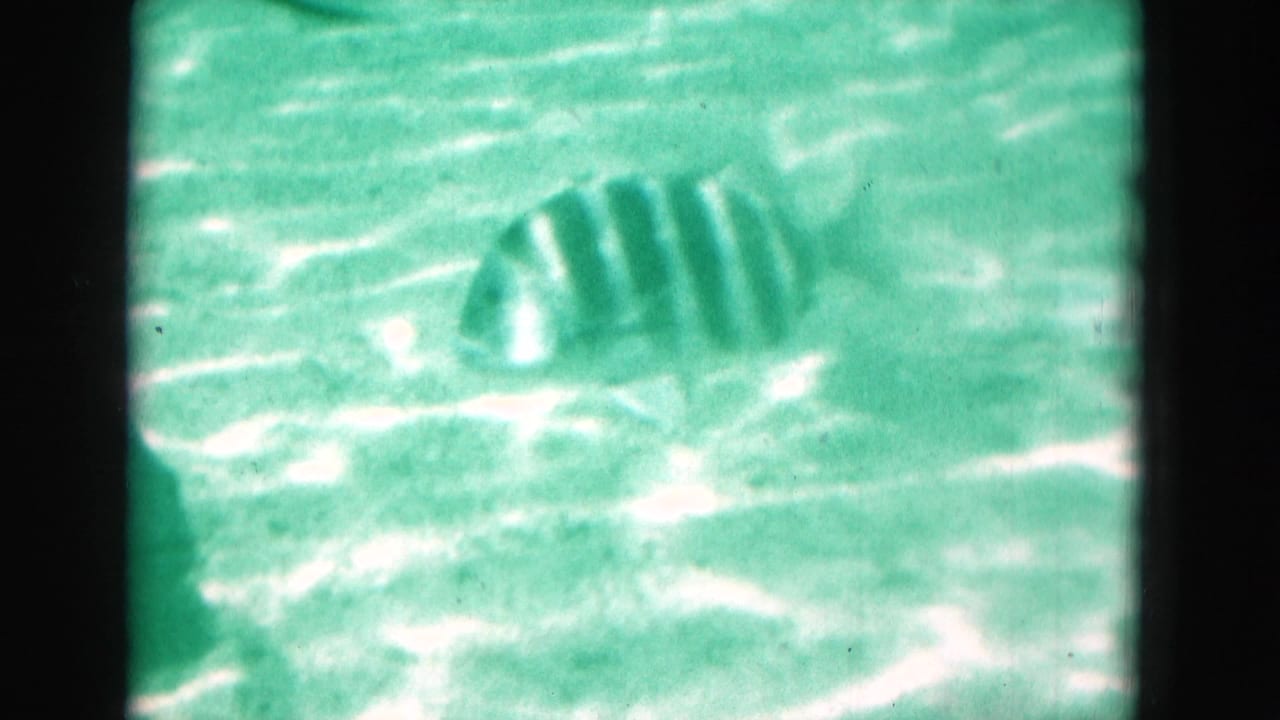 1975 Florida underwater home-movie frame showing a striped fish moving through green-blue water with bright surface reflections.