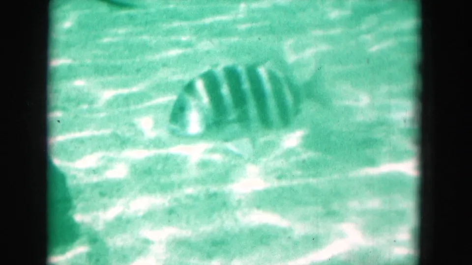 1975 Florida underwater home-movie frame showing a striped fish moving through green-blue water with bright surface reflections.