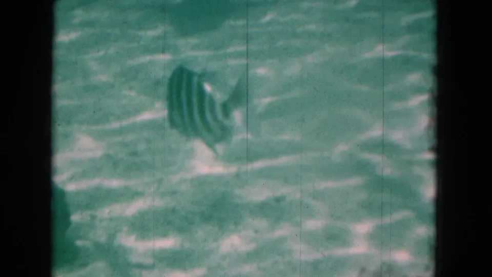 1975 Florida 8mm underwater frame with a small striped fish, rippled water light, vertical film scratches, and muted color.