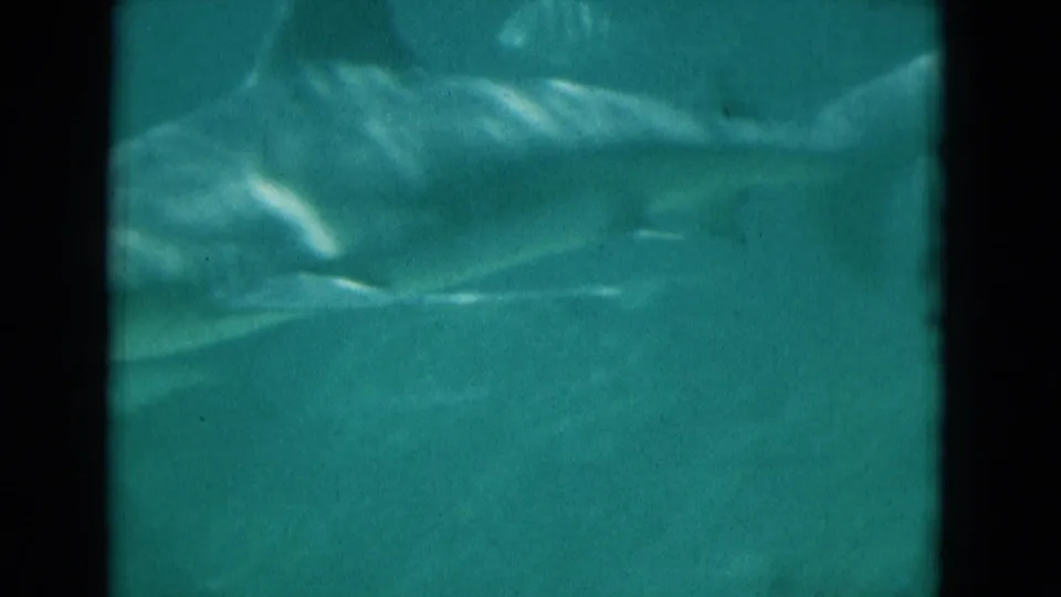 1975 Florida underwater 8mm frame showing a large shark-like fish form passing through blue-green water with soft focus and grain.
