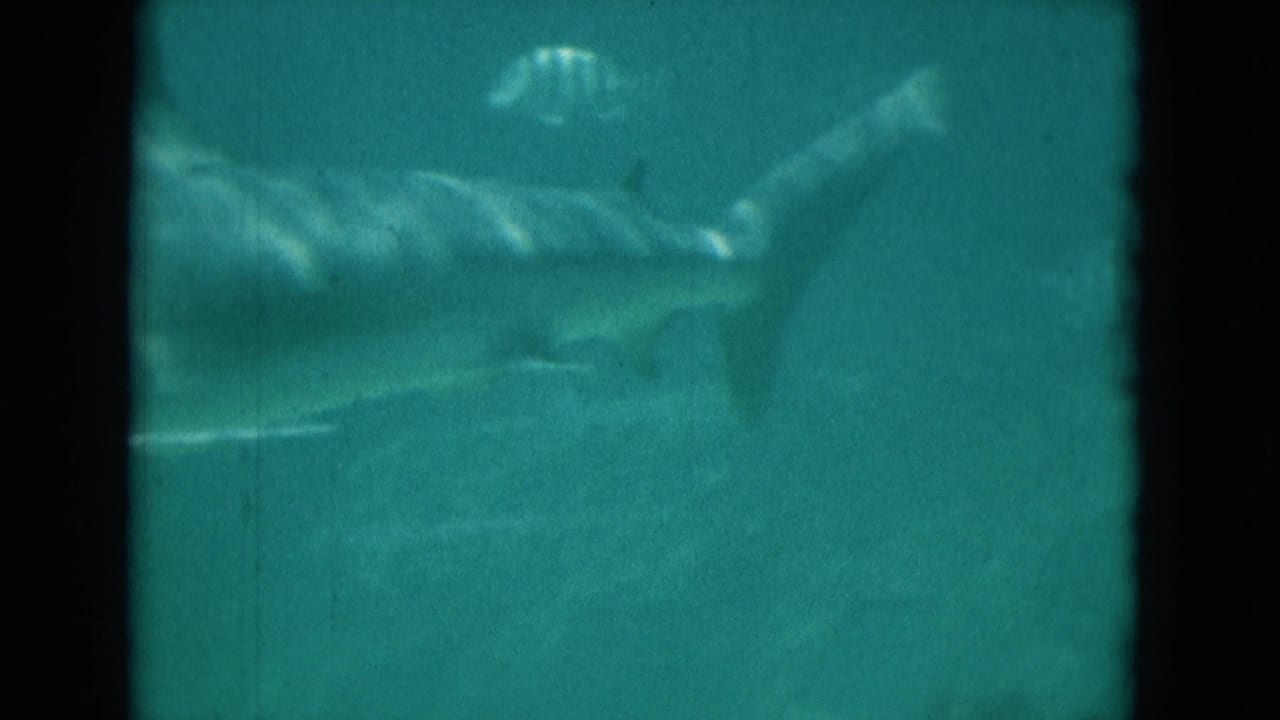 1975 Florida 8mm frame showing a shark and smaller fish in soft green-blue underwater footage with dark film borders.