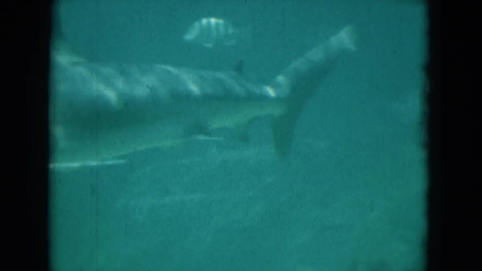 1975 Florida 8mm frame showing a shark and smaller fish in soft green-blue underwater footage with dark film borders.
