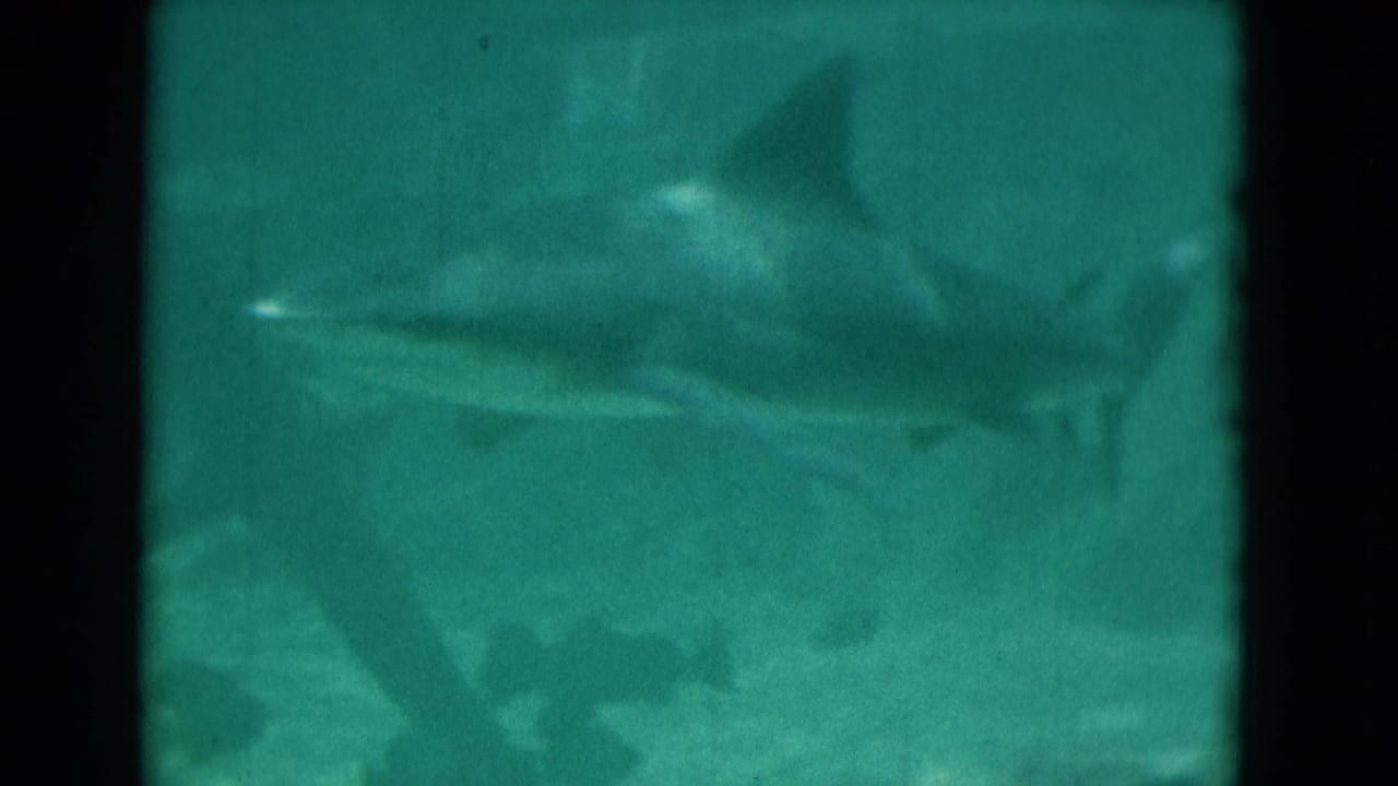 1975 Florida 8mm frame with a large shark gliding side-on through teal water, with soft focus and film-edge darkness.