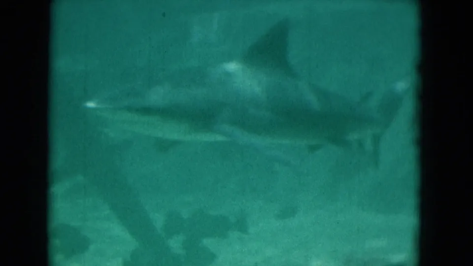 1975 Florida 8mm frame with a large shark gliding side-on through teal water, with soft focus and film-edge darkness.