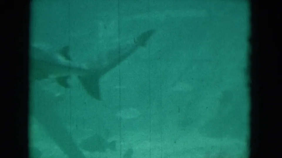 1975 Florida 8mm frame showing an angled shark silhouette in green-blue water, with visible grain and vertical film marks.