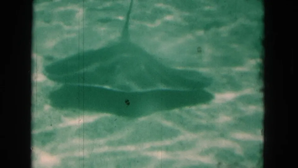 1975 Florida 8mm frame showing a dark shark form under rippled underwater light, with teal color cast and aged film texture.
