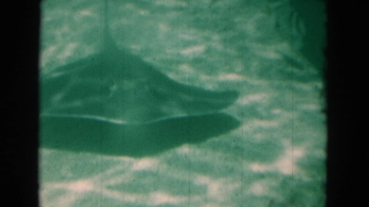 Large dark fish silhouette swimming through green underwater light.