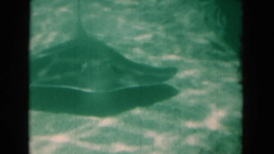 A dark fish silhouette moves through green-tinted Florida underwater home-movie footage from 1975, with soft 8mm grain and gate edges.