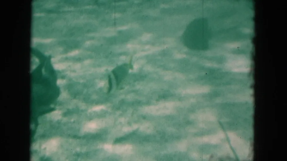 Fish move above a sandy underwater floor, with a rounded stingray-like shape visible in green-tinted 1975 Florida 8mm footage.