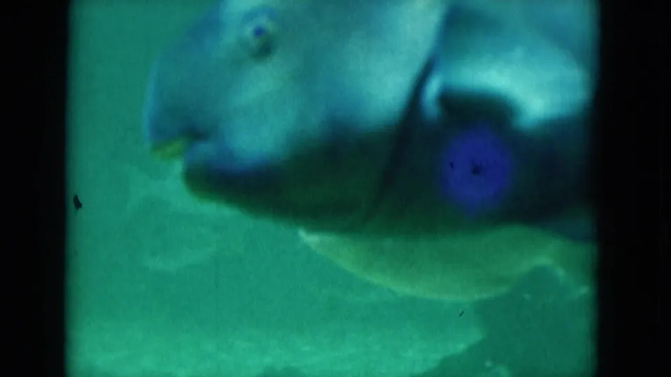 A close, soft-focus view shows a colorful tropical fish in green-tinted Florida underwater footage from a 1975 8mm home movie.