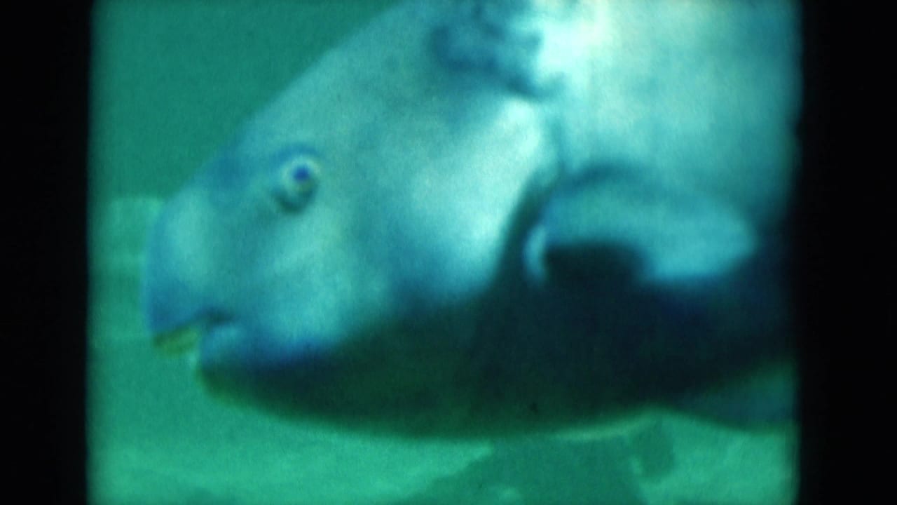 Large fish passes close to the camera in green-tinted 1975 Florida 8mm underwater footage.