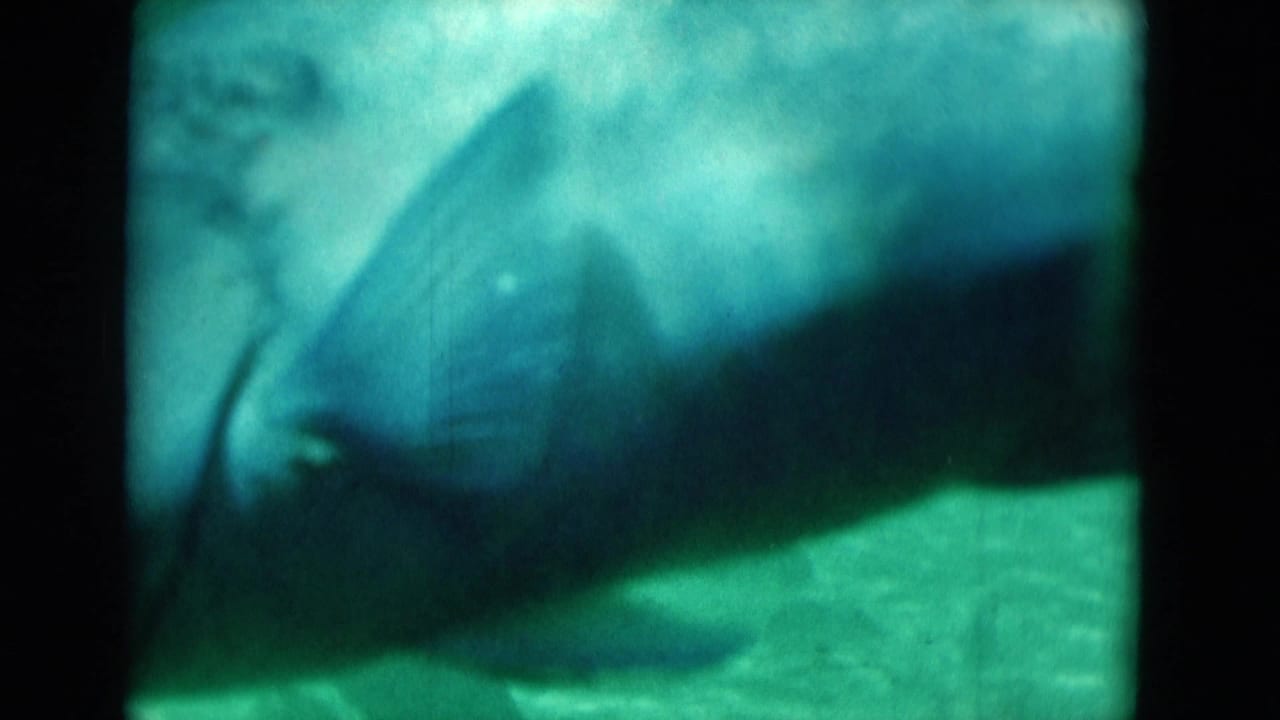 Close view of a fish body and fin in blue-green 8mm underwater footage from Florida.