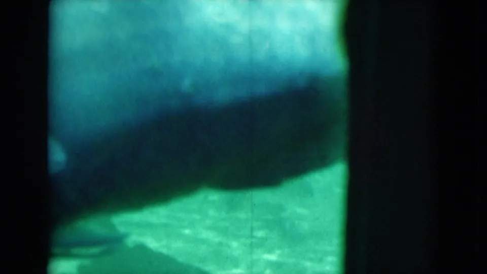 Soft, grainy 1975 Florida frame showing a fish crossing close to the lens in green water.