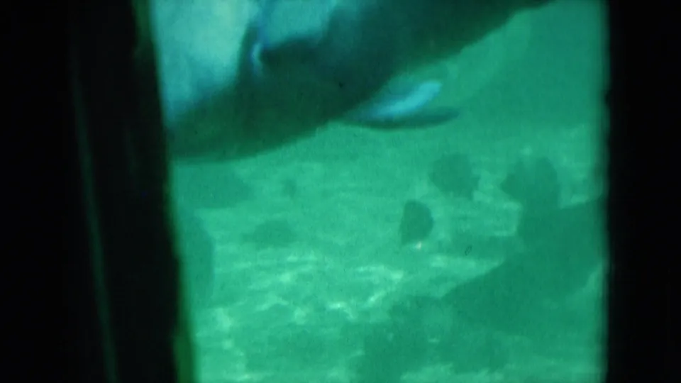 A fish appears to turn or move away in green-tinted 8mm underwater footage from 1975 Florida.