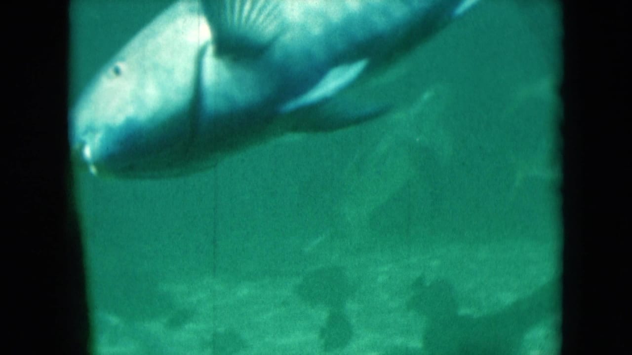 Large pale fish swimming through green aquarium water near a dark tank divider.