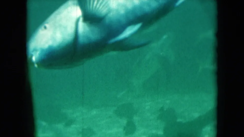 A large fish moves through green-tinted aquarium water in 1975 Florida 8mm home-movie footage.