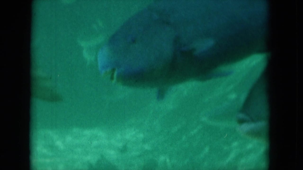 A large fish passes close to the glass in a green aquarium tank, with the 8mm frame softly blurred.