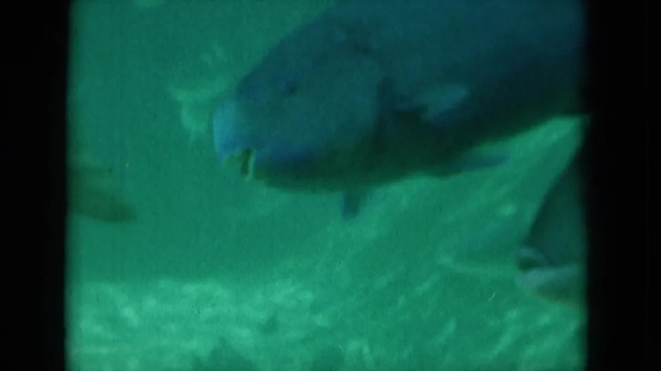 A large fish passes close to the glass in a green aquarium tank, with the 8mm frame softly blurred.