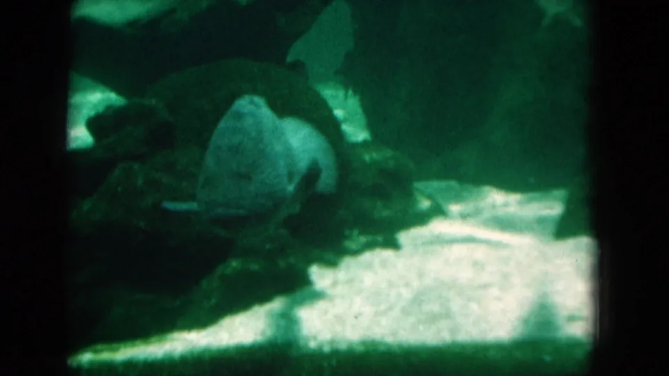 A fish rests or moves slowly near rocks on the sandy aquarium floor in 1975 Florida home-movie footage.
