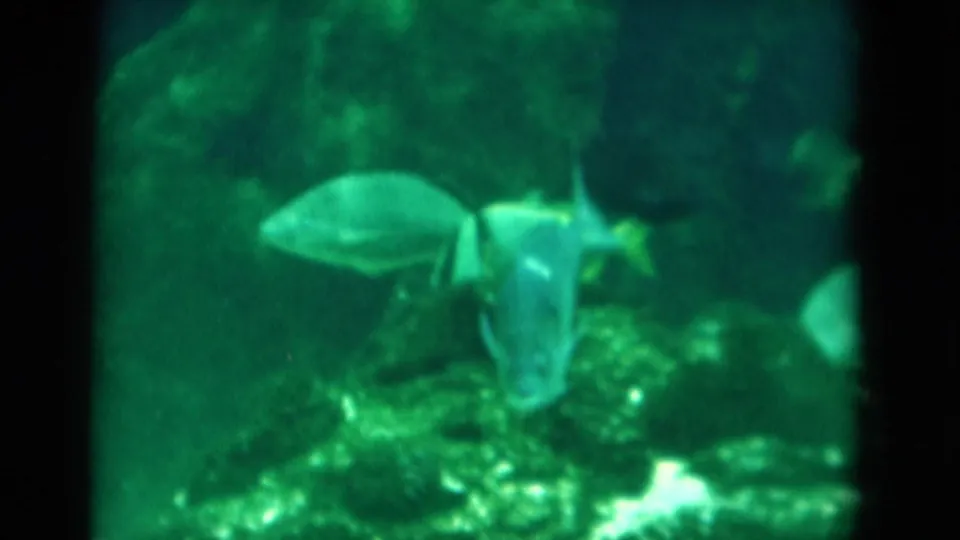 A small fish swims across a green-tinted aquarium scene with rocks and other fish shapes in the background.