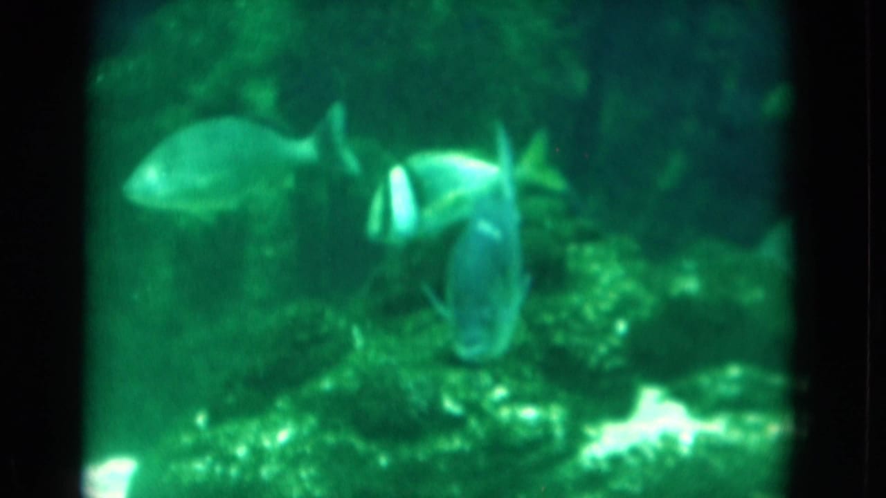 1975 Florida 8mm frame showing several fish in green aquarium water, with rocks and soft home-movie focus.