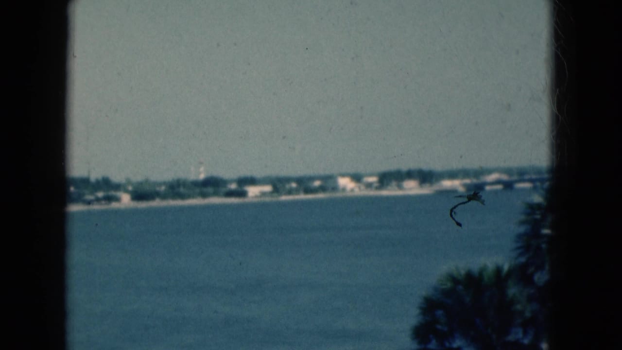 Waterfront view with distant buildings and palm fronds at the lower right edge.