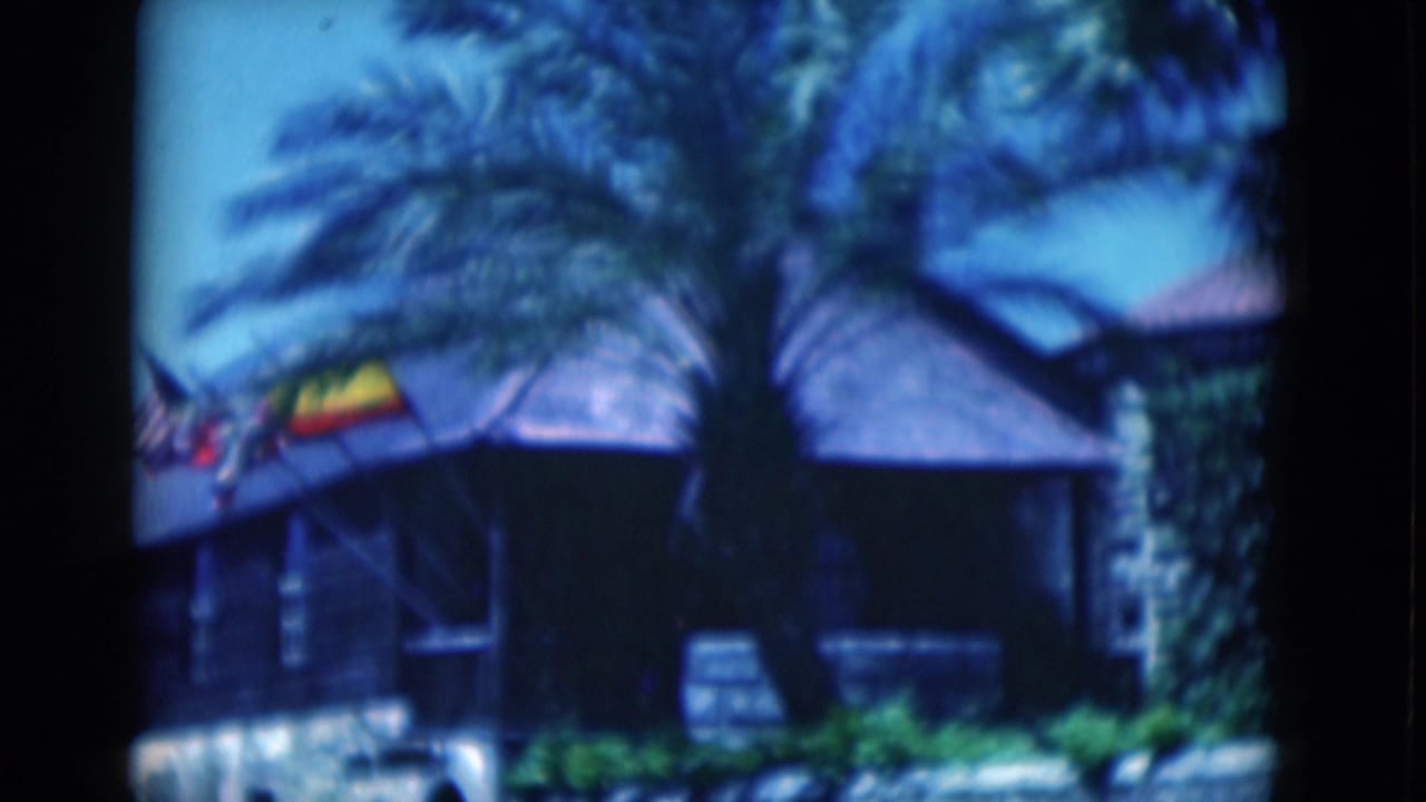 Palm trunk and fronds frame a dark building with roof flags under blue overcast light.
