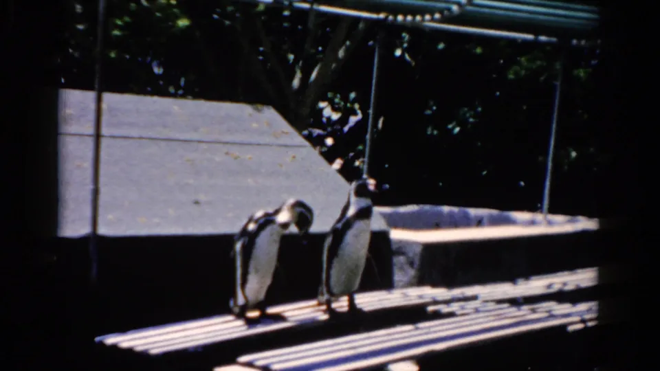 Two penguins stand on a sunlit ledge beside railings in a Florida zoo scene from 1975 8mm footage.