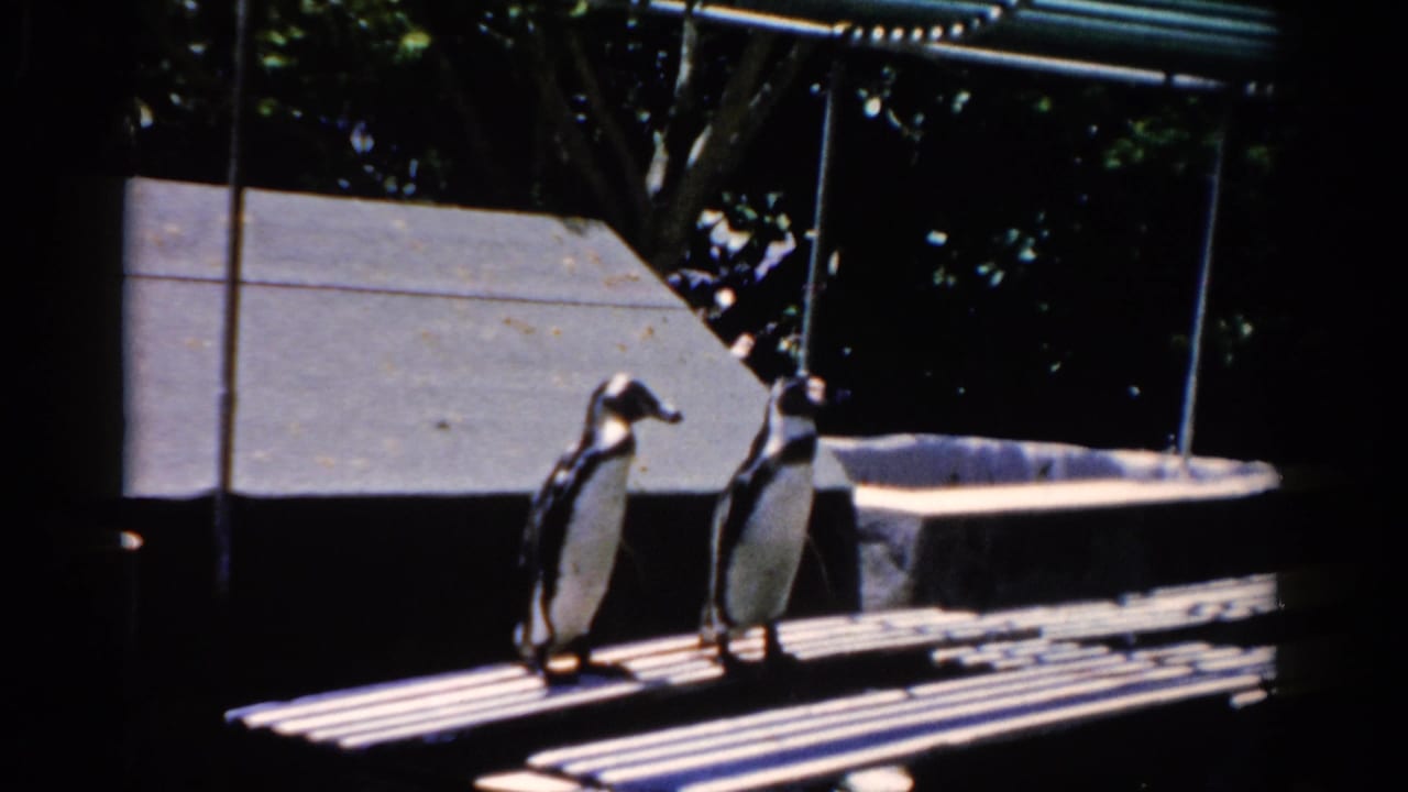 Two penguins stand on a slatted platform beside a shallow animal tank.