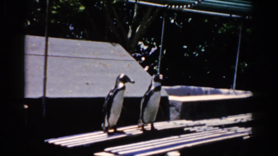 Two penguins stand side by side on a slatted platform in a Florida animal enclosure, from 1975 8mm home-movie footage.