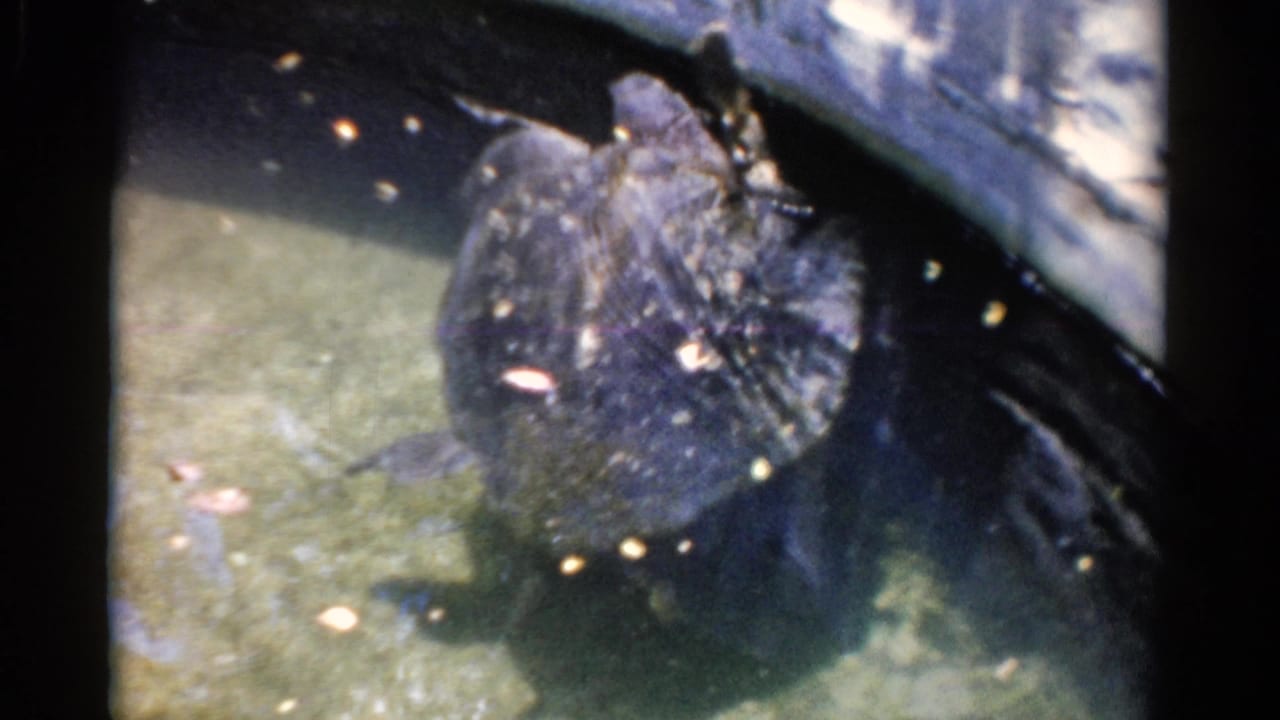 A large turtle with a dark textured shell swims beside a concrete wall in a shallow Florida enclosure tank.