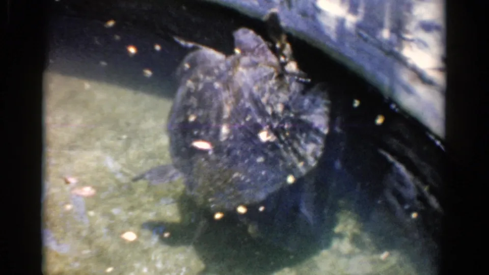 A large turtle with a dark textured shell swims beside a concrete wall in a shallow Florida enclosure tank.