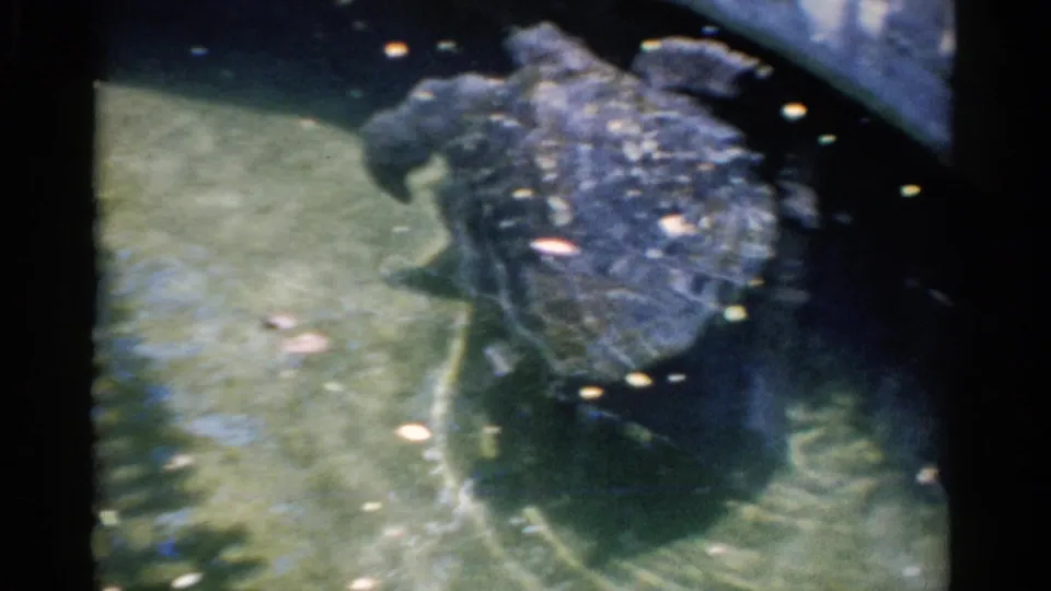 Viewed from above, the turtle glides through greenish water, with its shell and flippers visible in 1975 8mm footage.